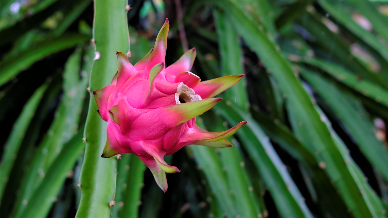 A pitaya or pitahaya is the fruit of several different cactus species indigenous to the Americas. These fruits are commonly known in English as "dragon fruit"