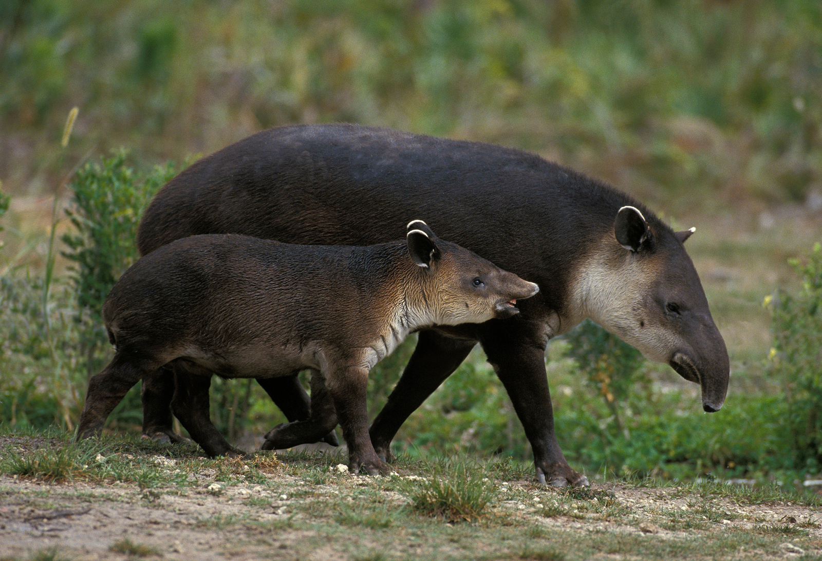 Female Baird’s Tapir and young