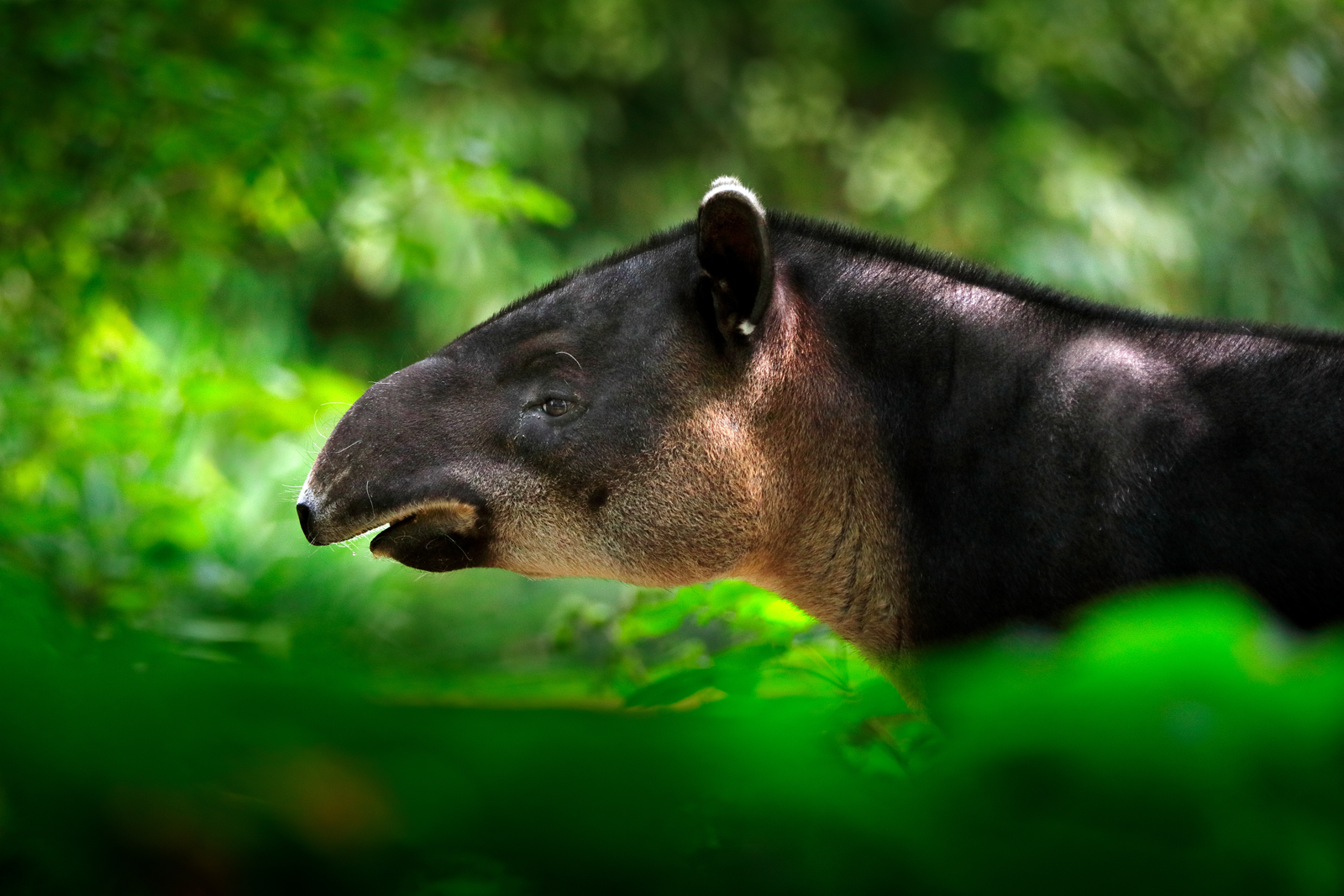 Close-up portrait of rare Baird's tapir in nature