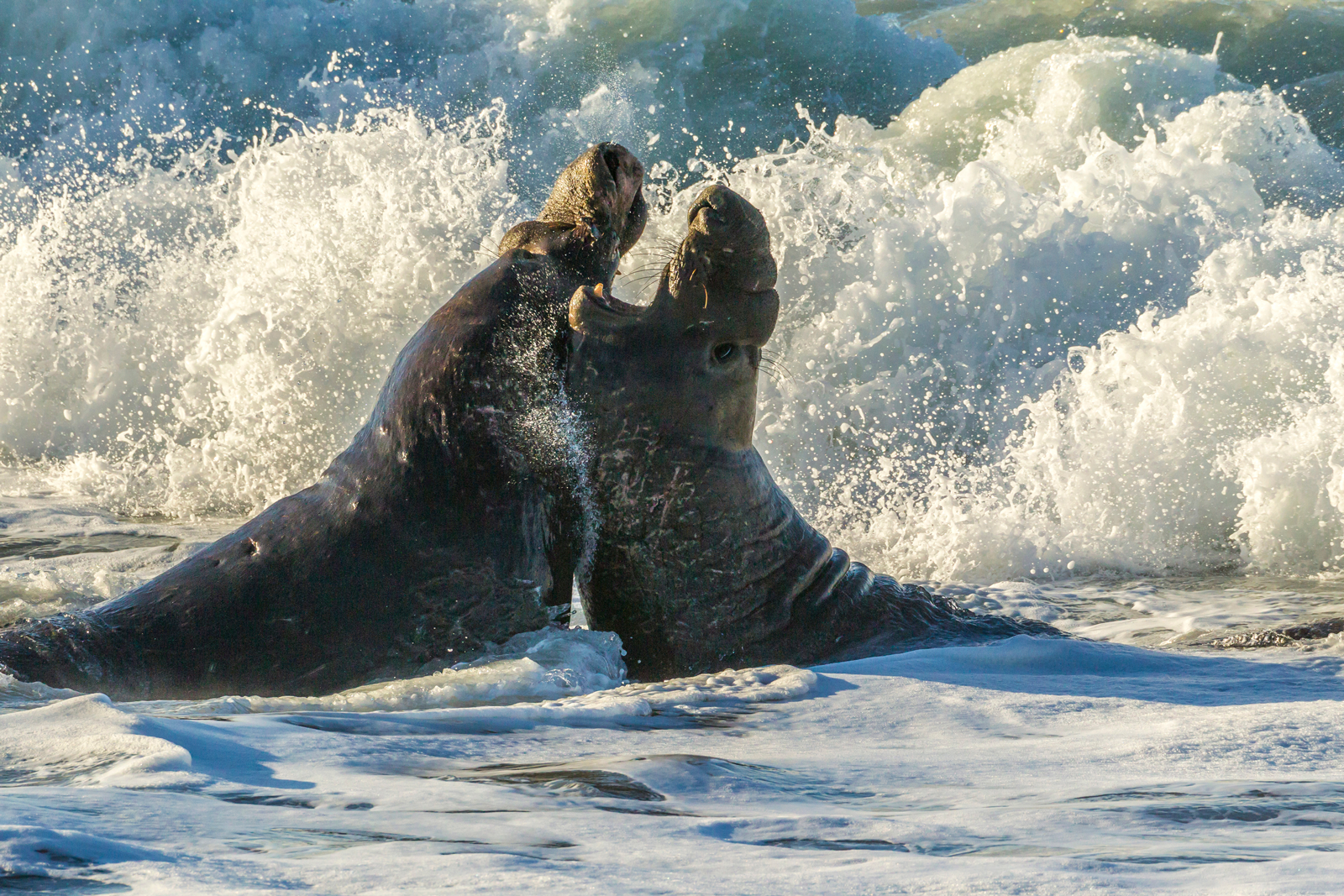  Love can be a violent and heated affair in elephant seals.