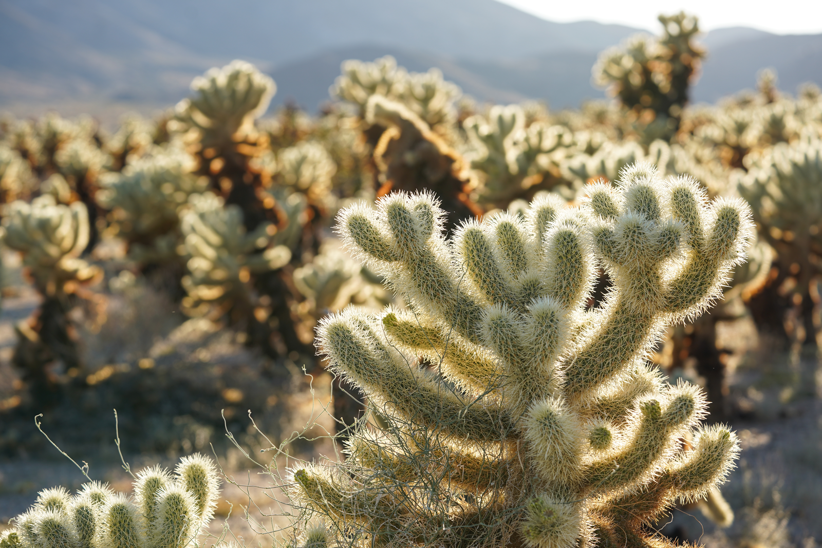 Chollas Cactus field in the desert of the Joshua Tree National Park