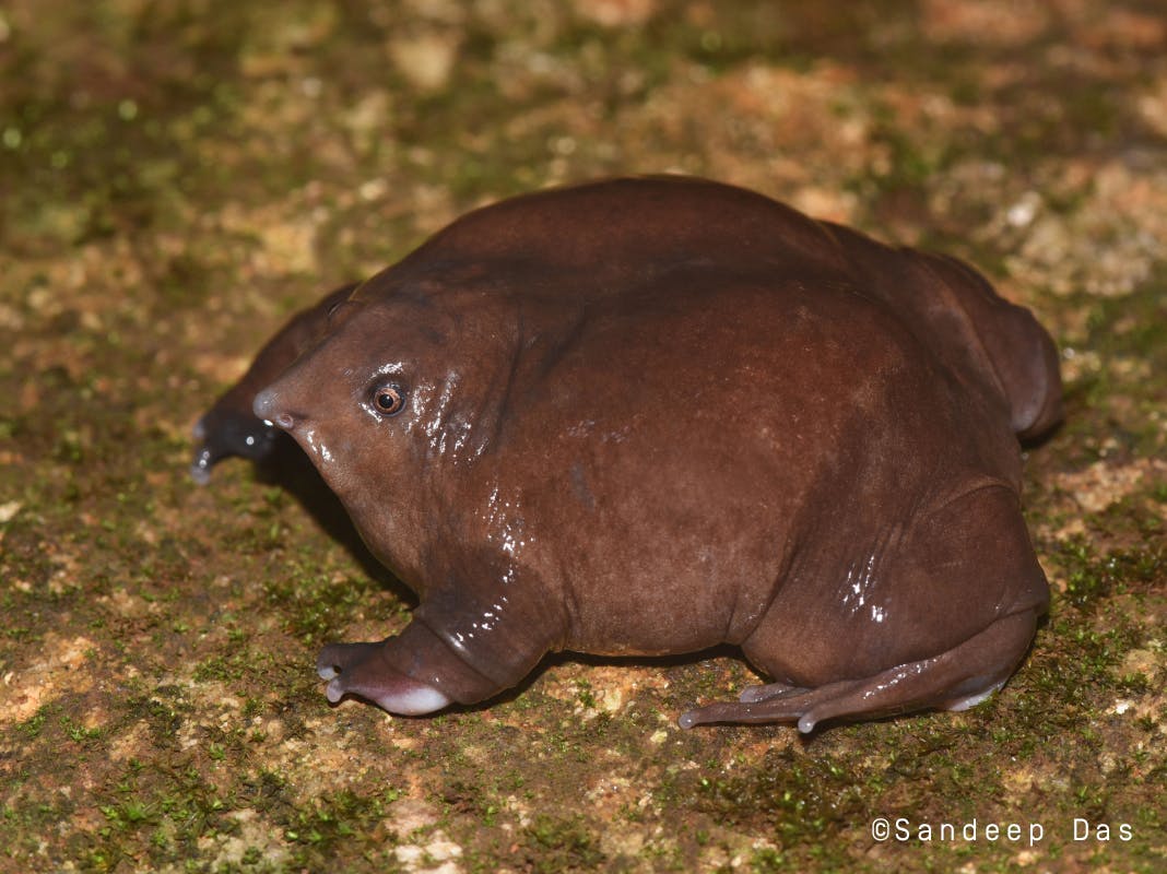 Learn more about the Purple Frog