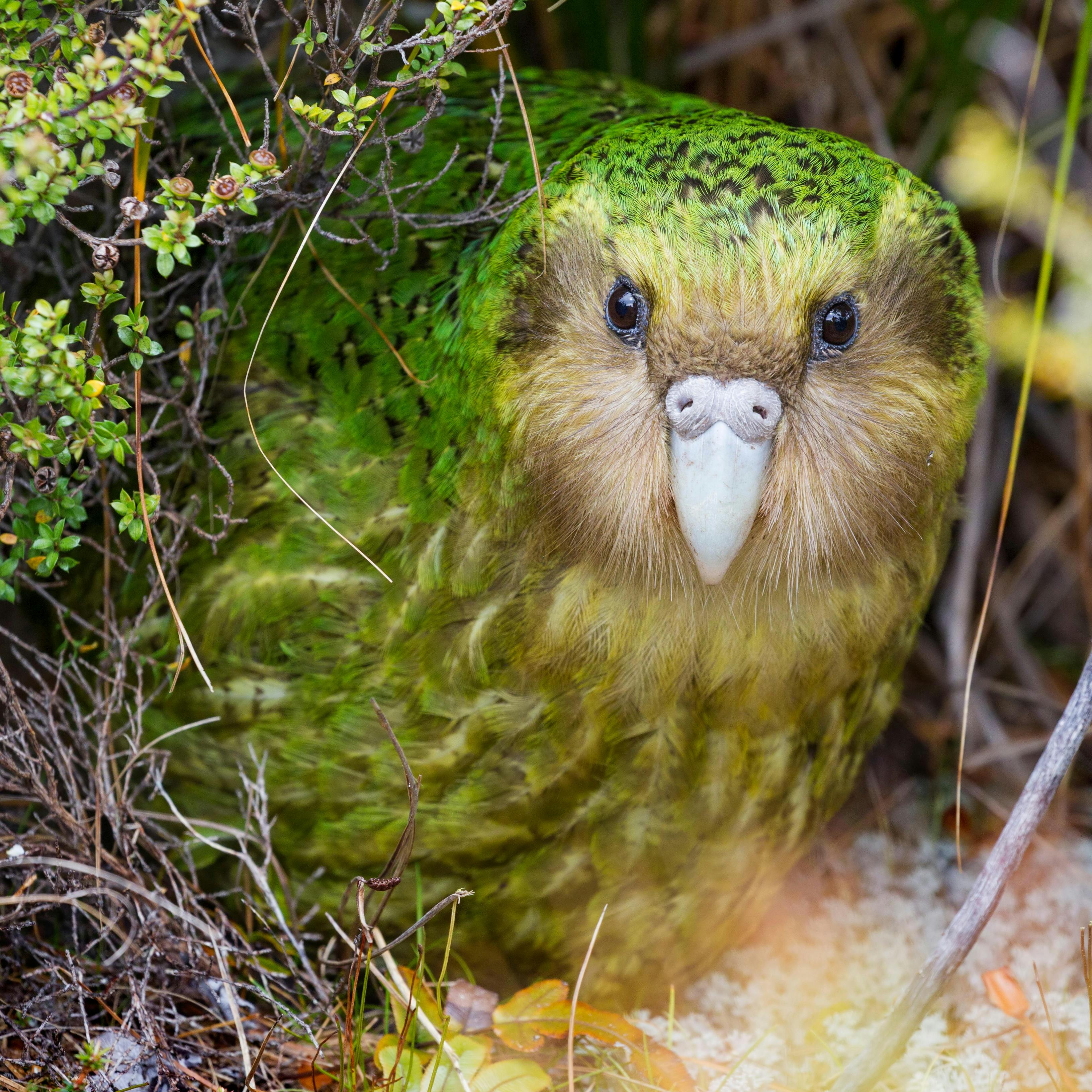 Kakapo Bird, an EDGE Species bird living in New Zealand