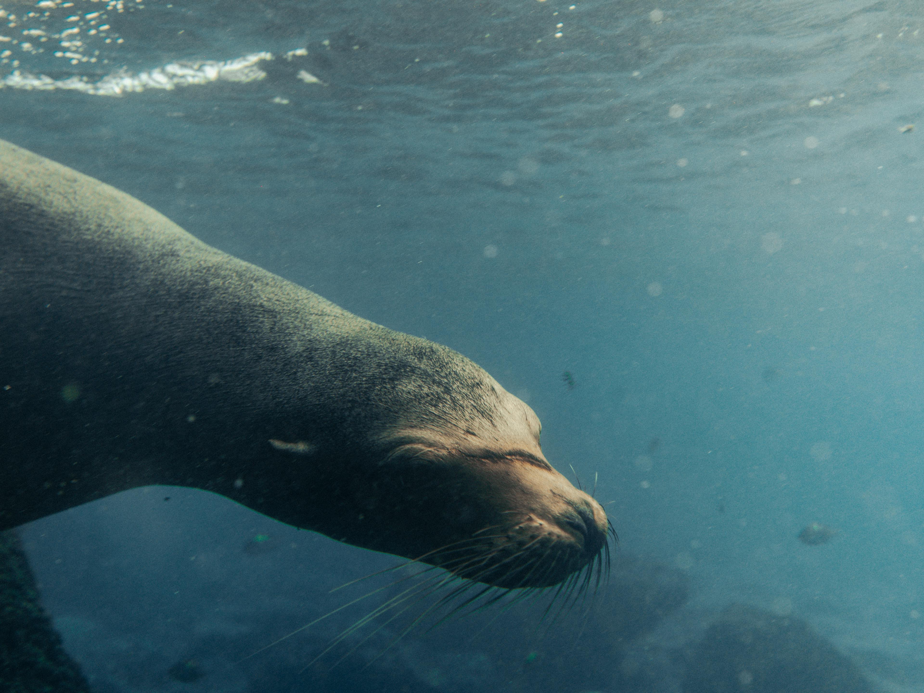 Learn more about the Galapagos Sea Lion.