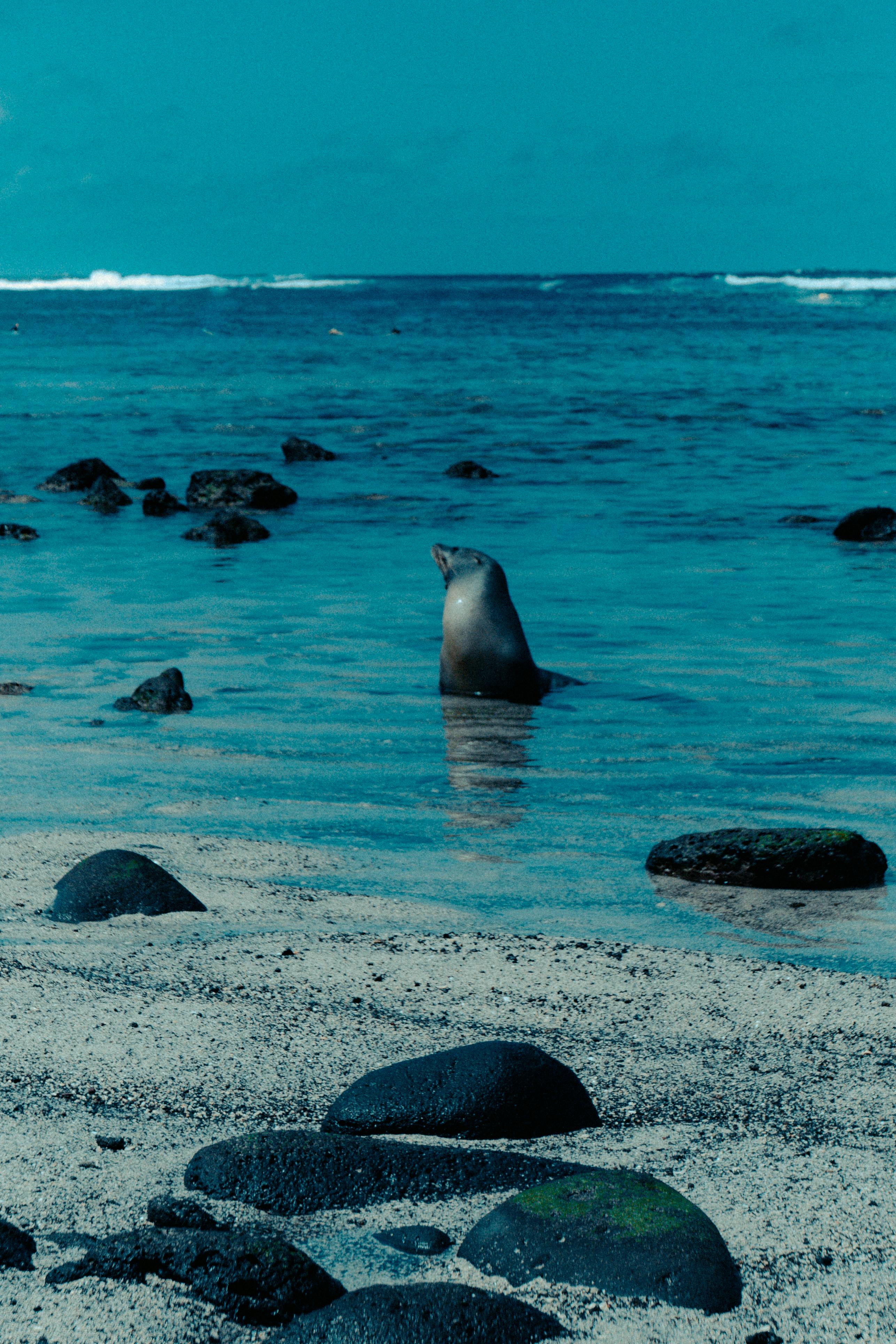 A Galapagos Sea Lion in water