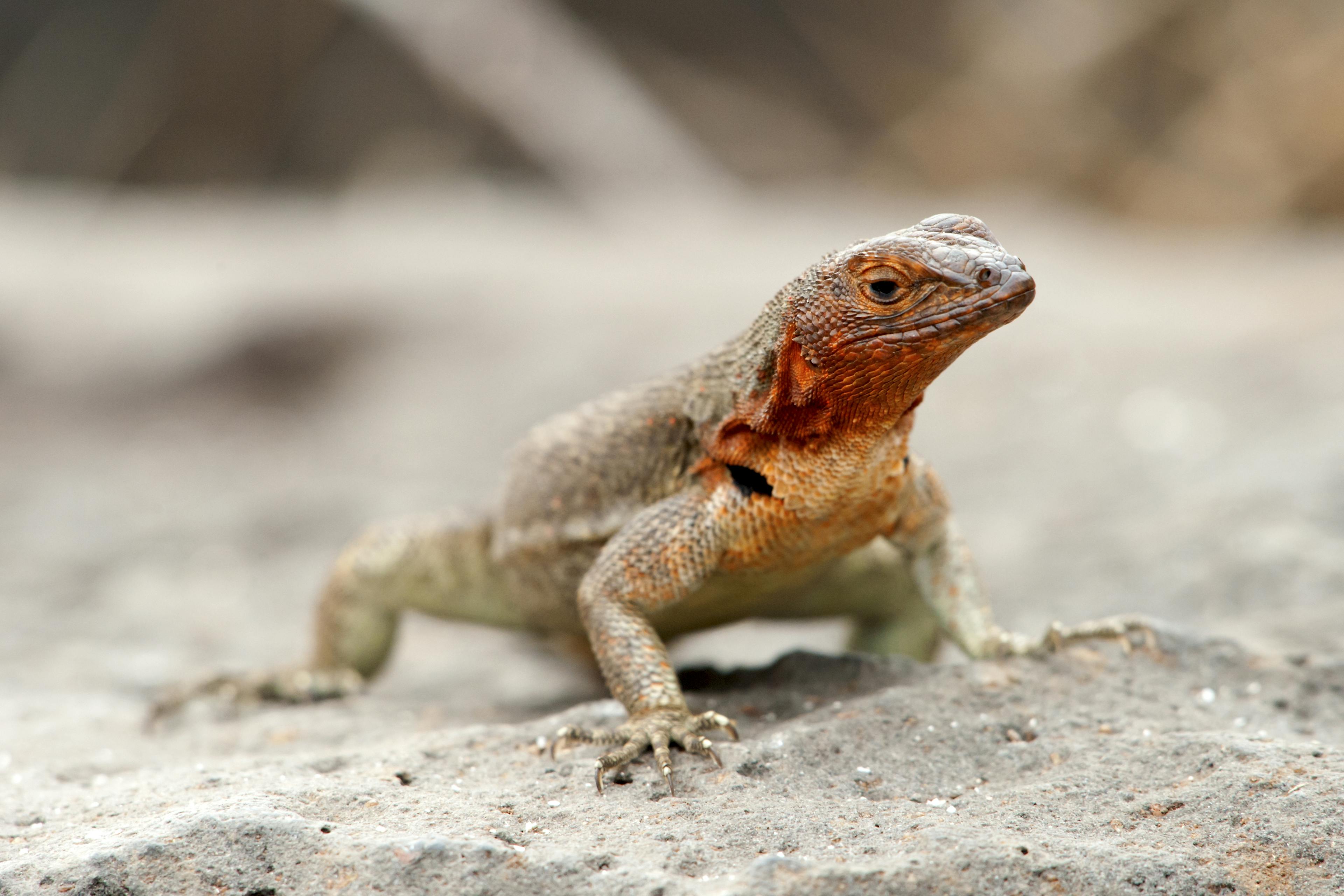 Learn more about the Lava Lizard