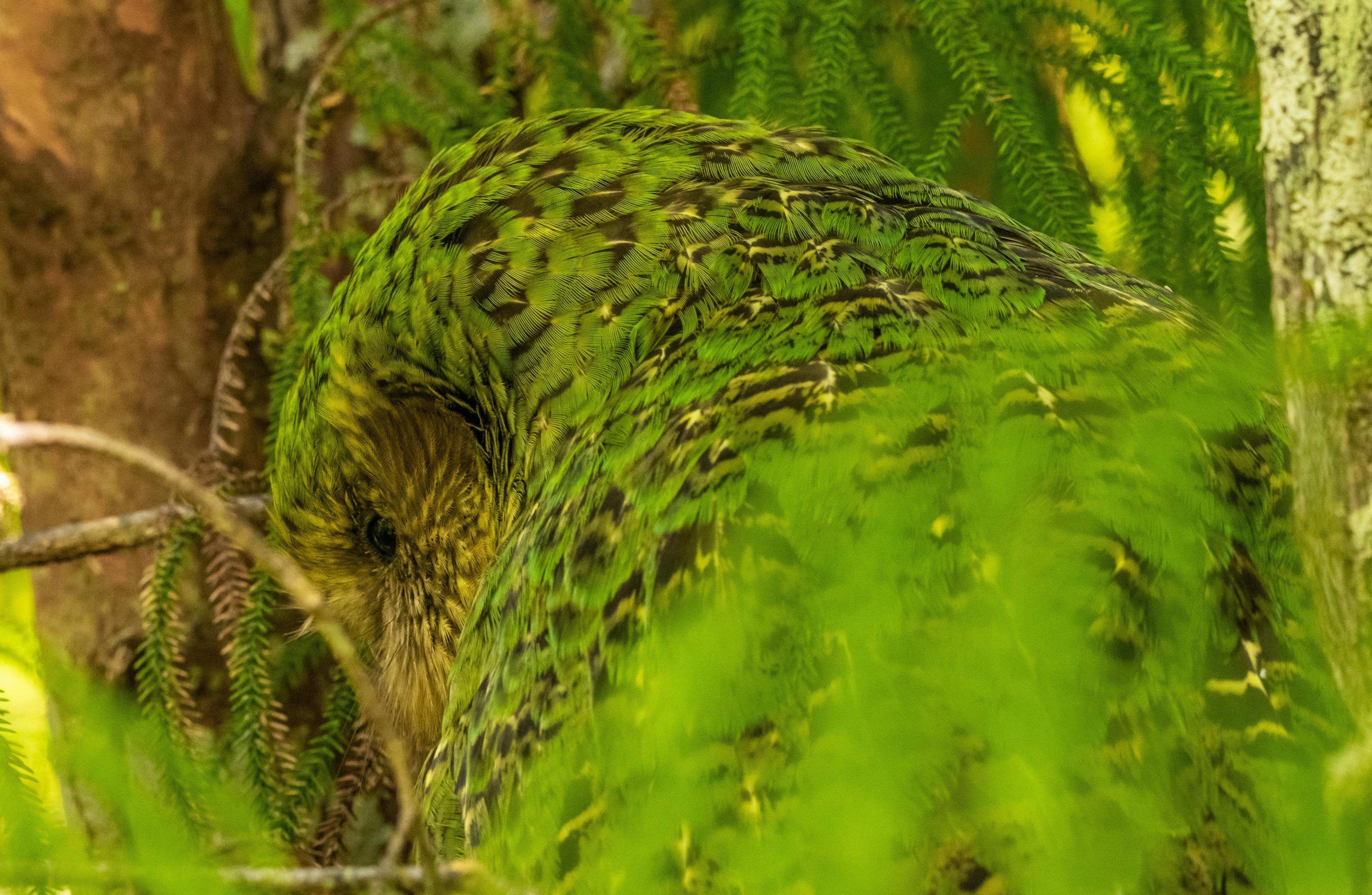 The green flightless parrot called a Kakapo