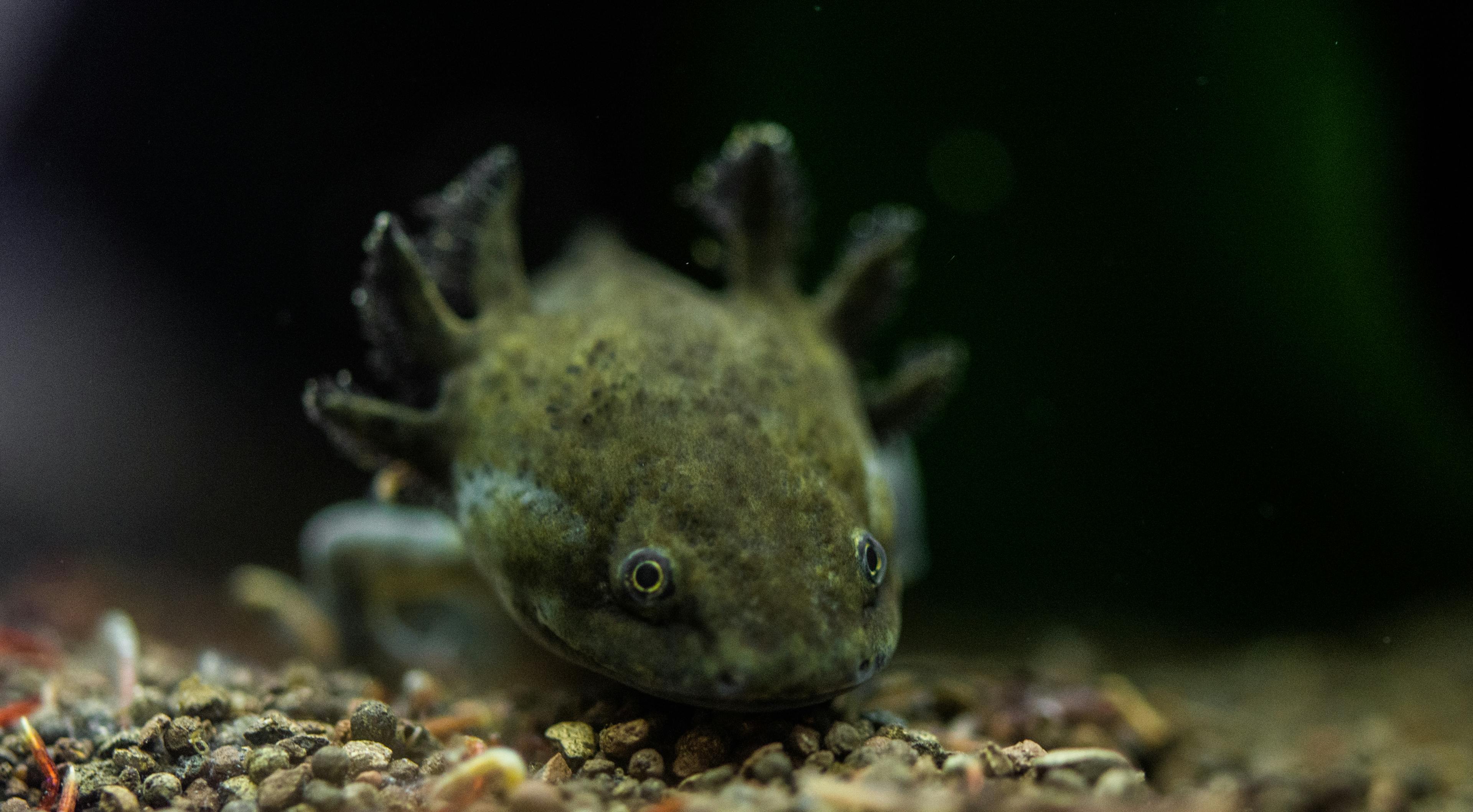 An Axolotl salamander