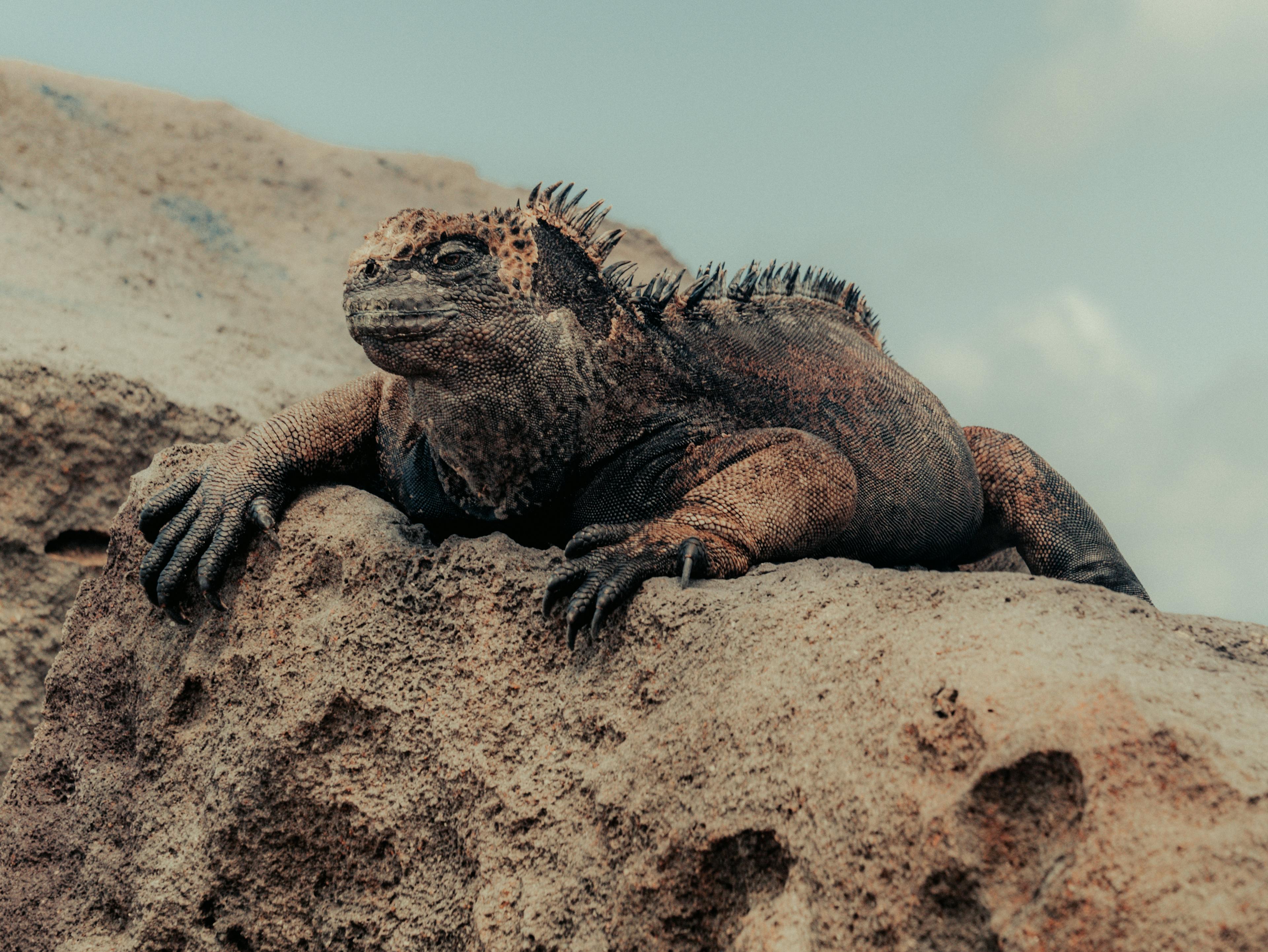 Learn more about the Marine Iguana
