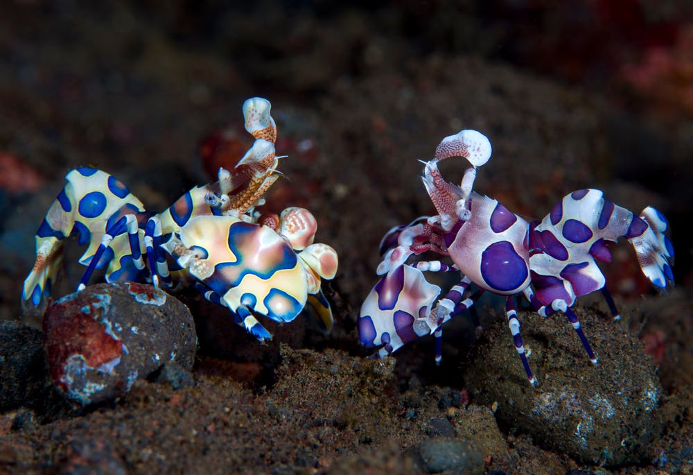 Two Harlequin Shrimp look at each other. 