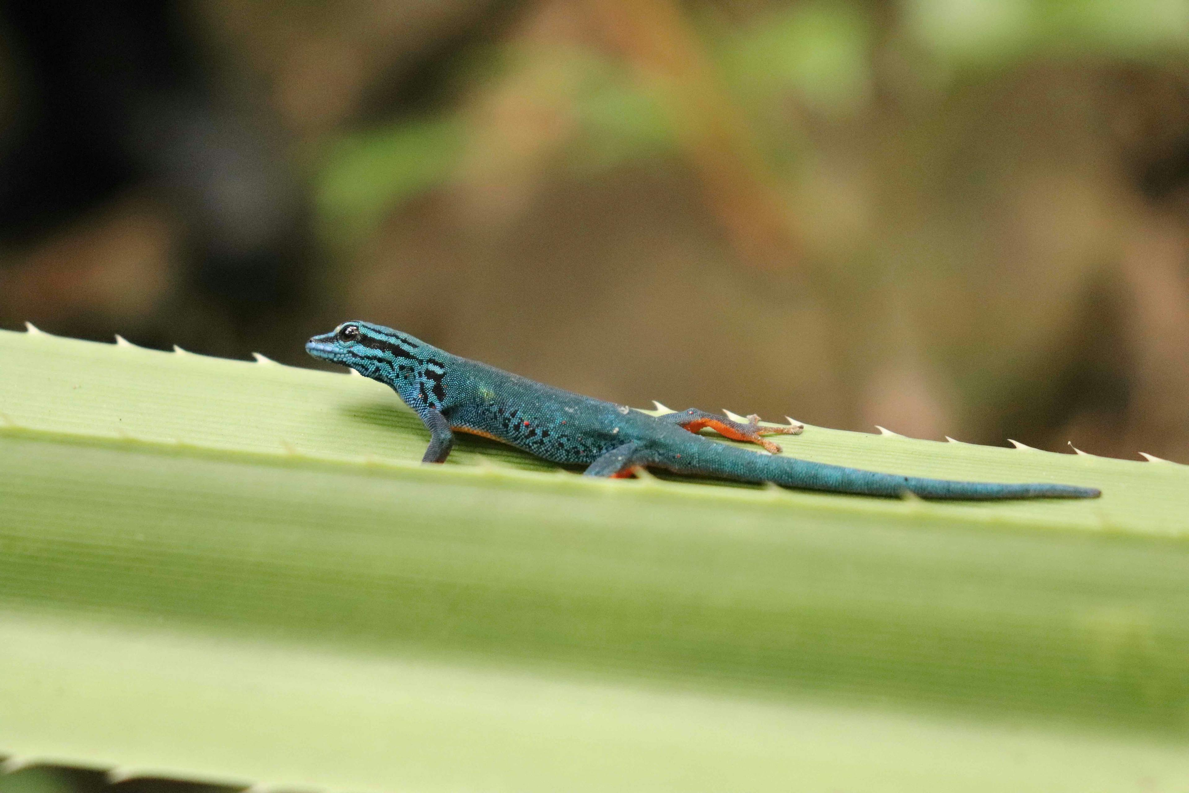 A male electric blue gecko, resting on a leaf