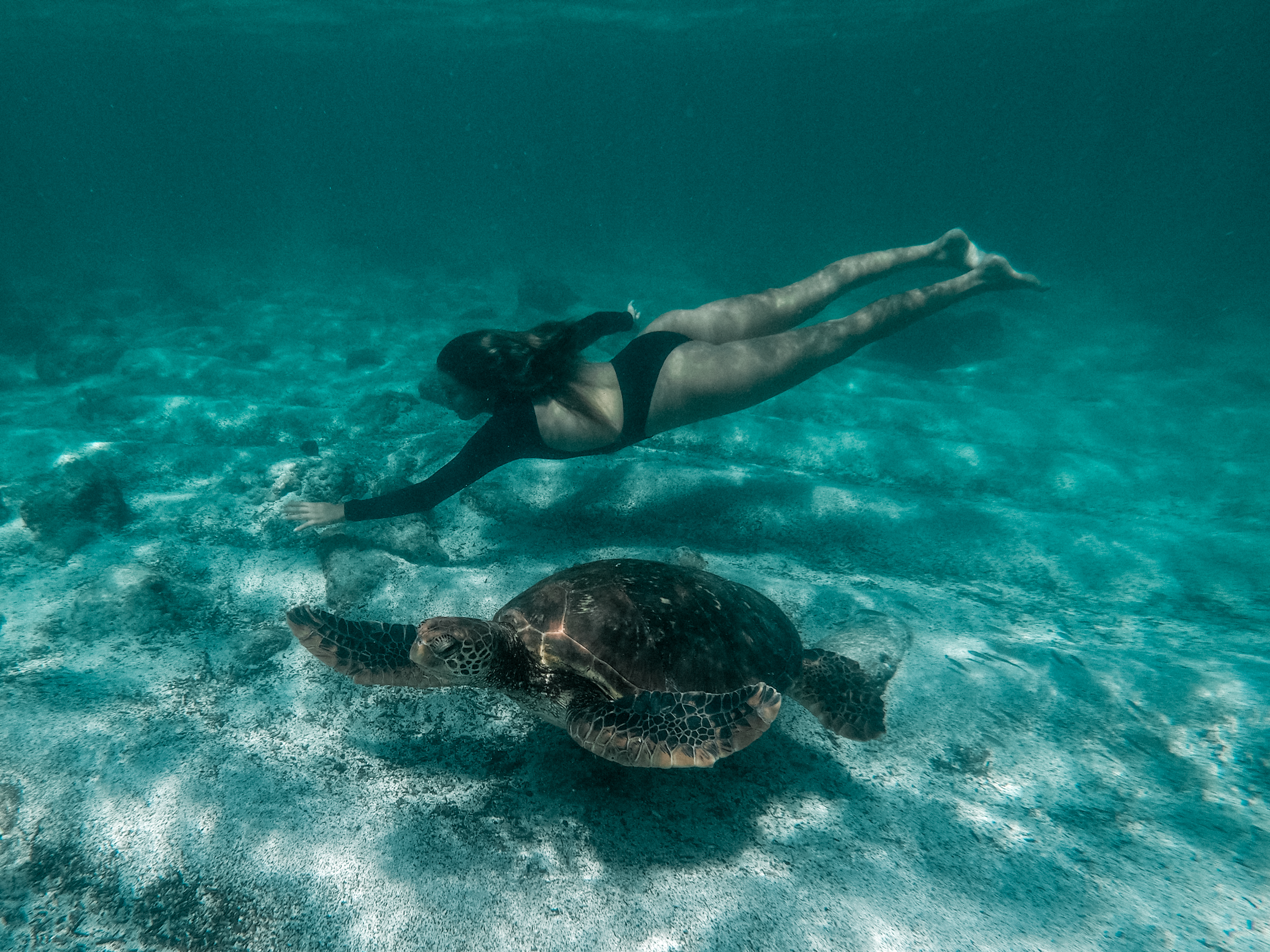 Surfer Pacha Light swimming with a Green Galapagos Turtle. Photography by Sebastien J. Zanella