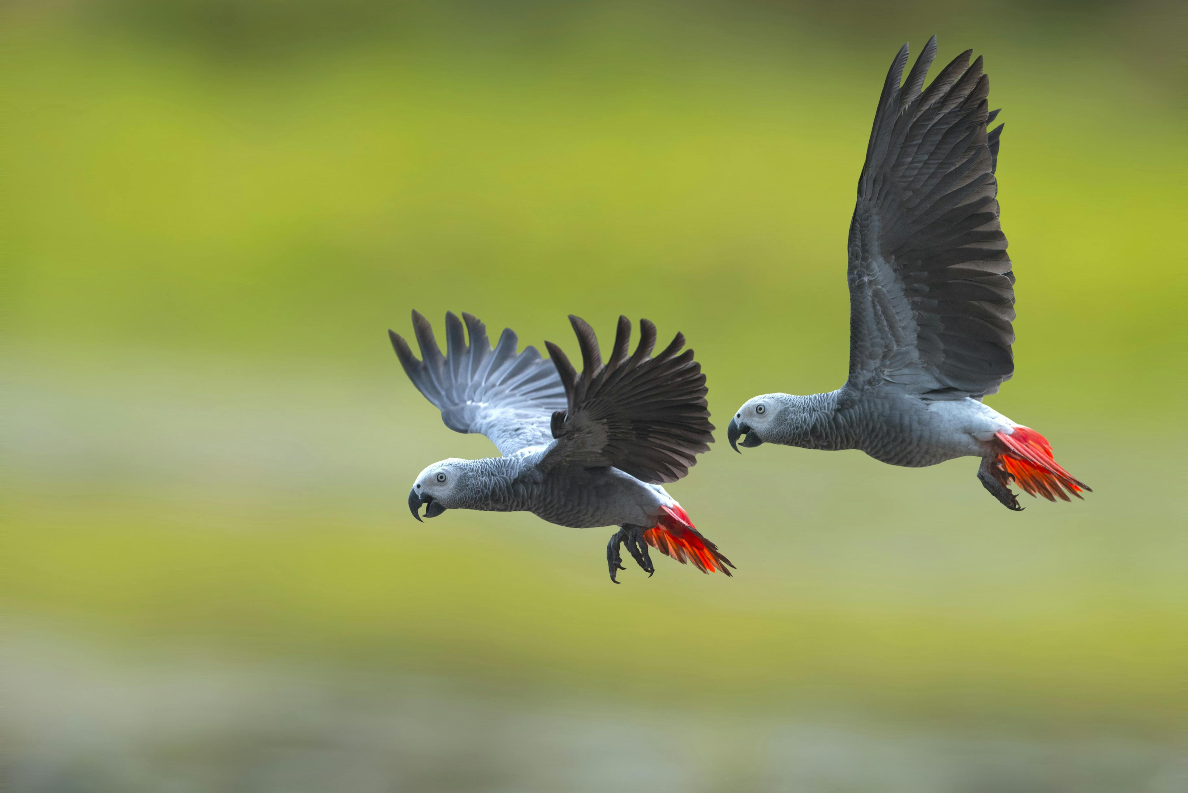 African Grey Parrot Flying in a pair
