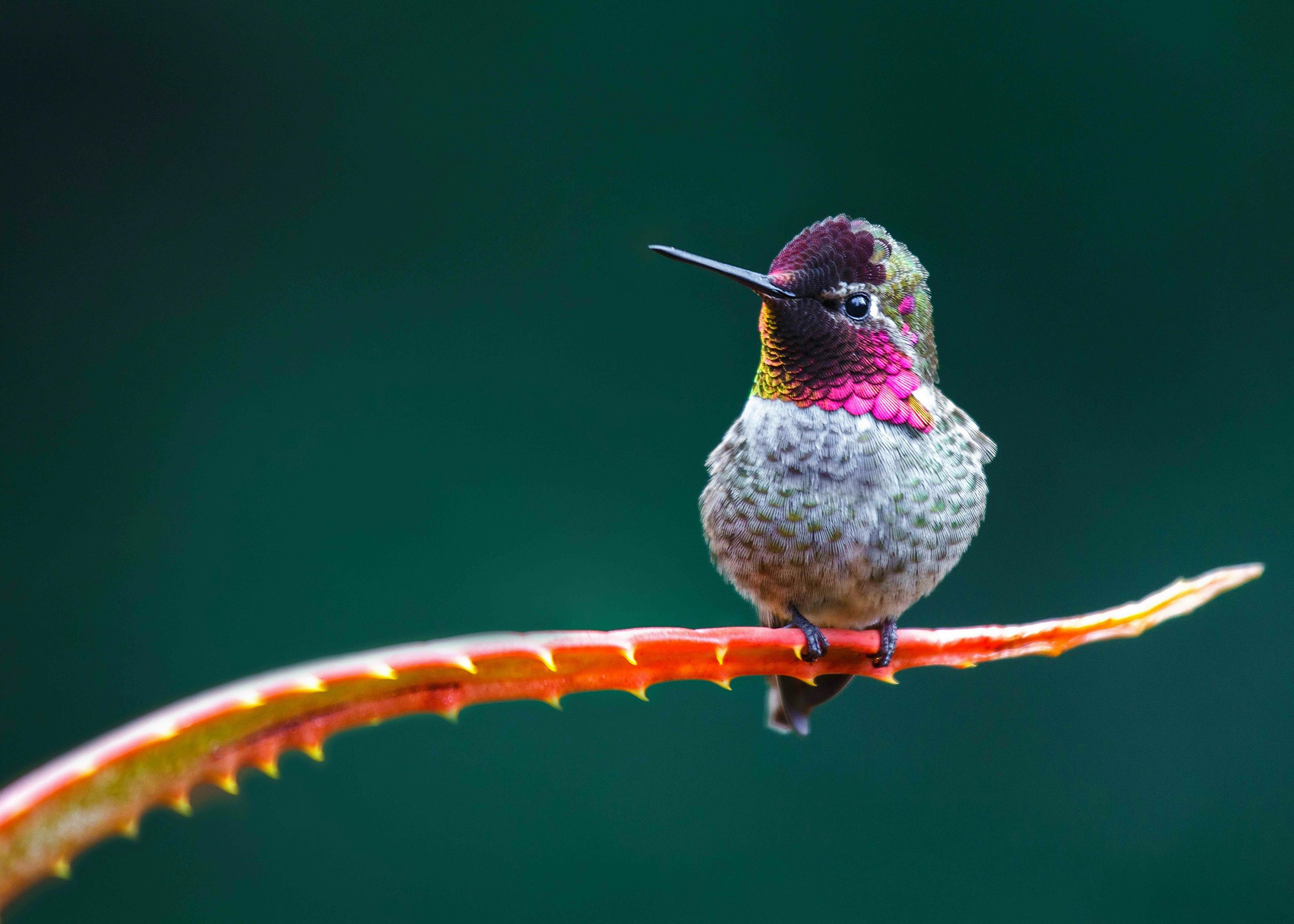 Anna's hummingbird (Calypte anna)
