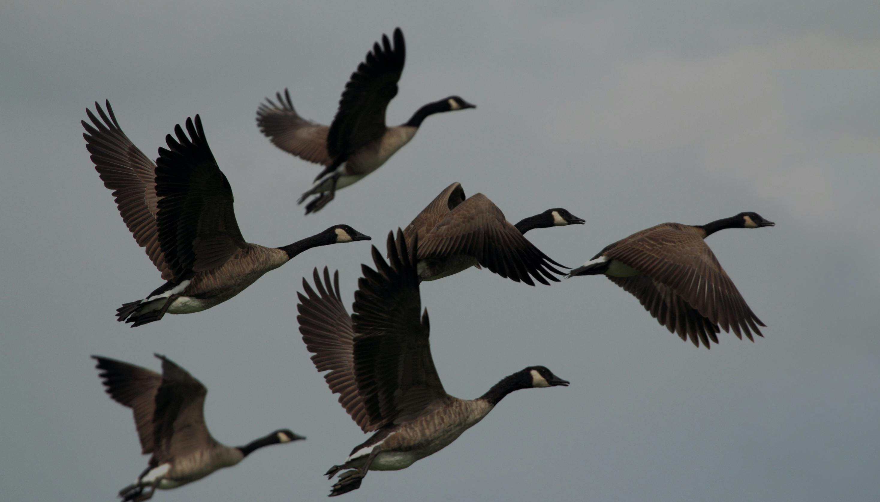 Flock of flying Canadian geese 