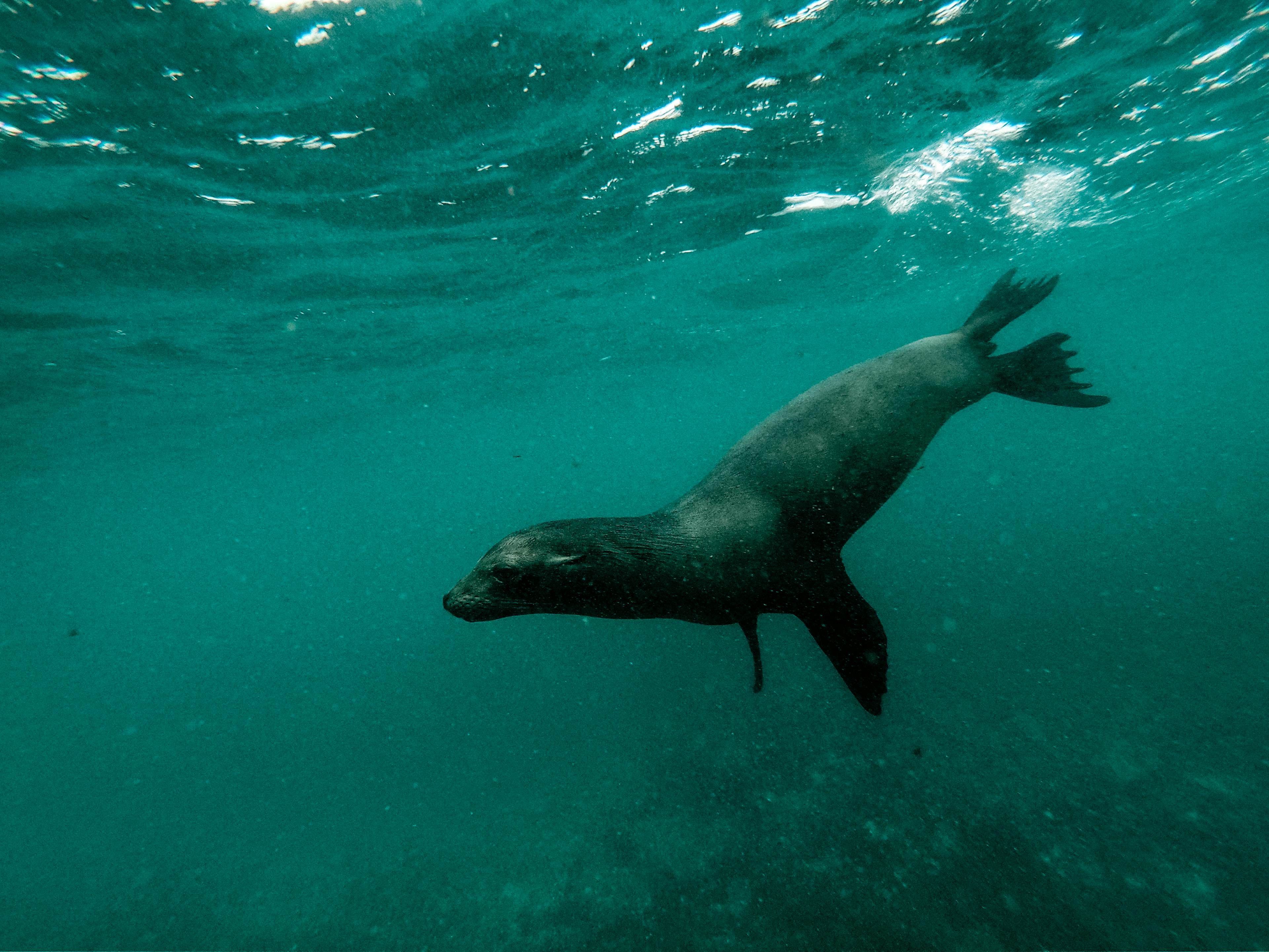 Learn more about the Galapagos Sea Lion