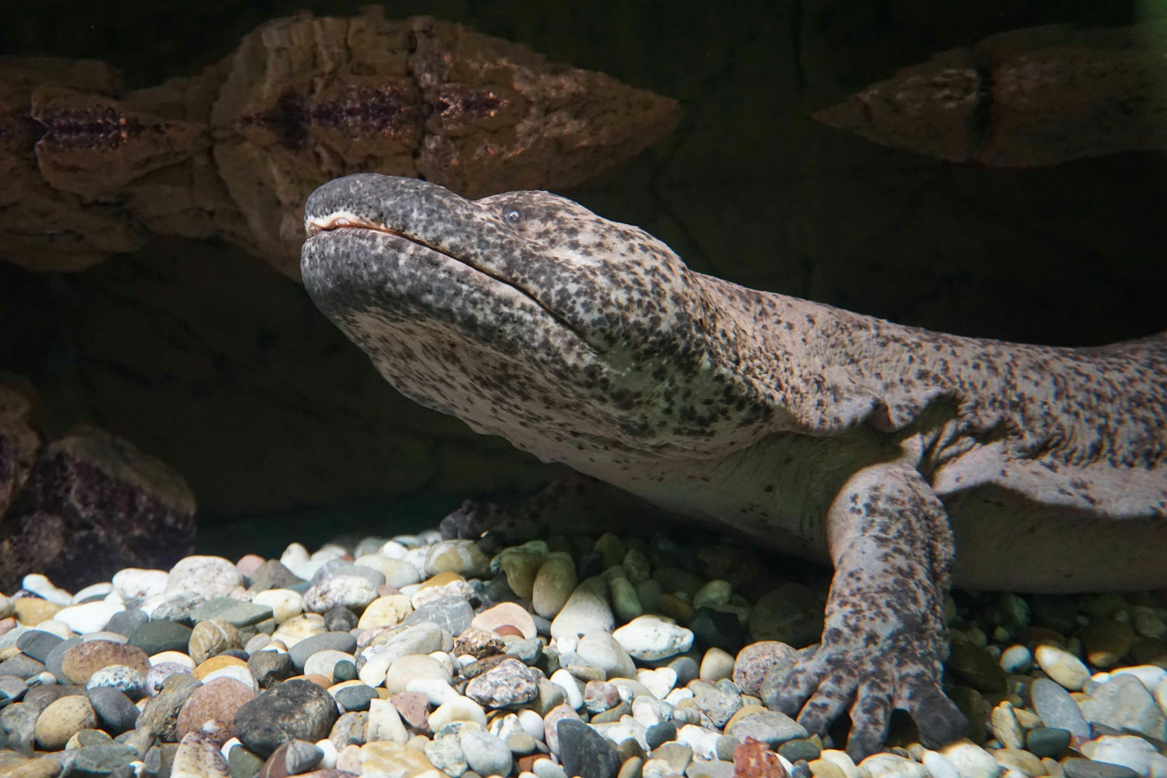 Chinese Giant Salamander resting on its legs