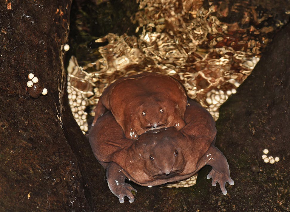 Male purple frog riding female purple frog in nest surrounded by eggs 