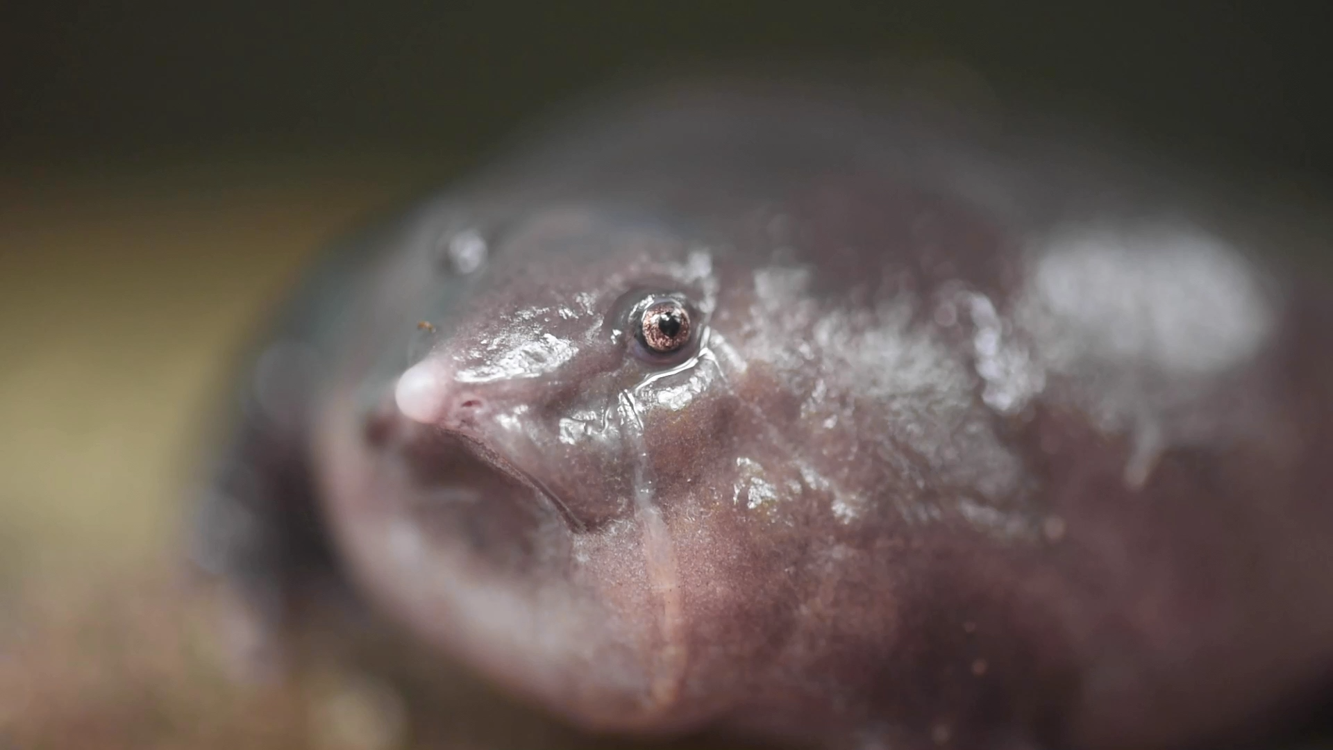 The Purple Frog up close
