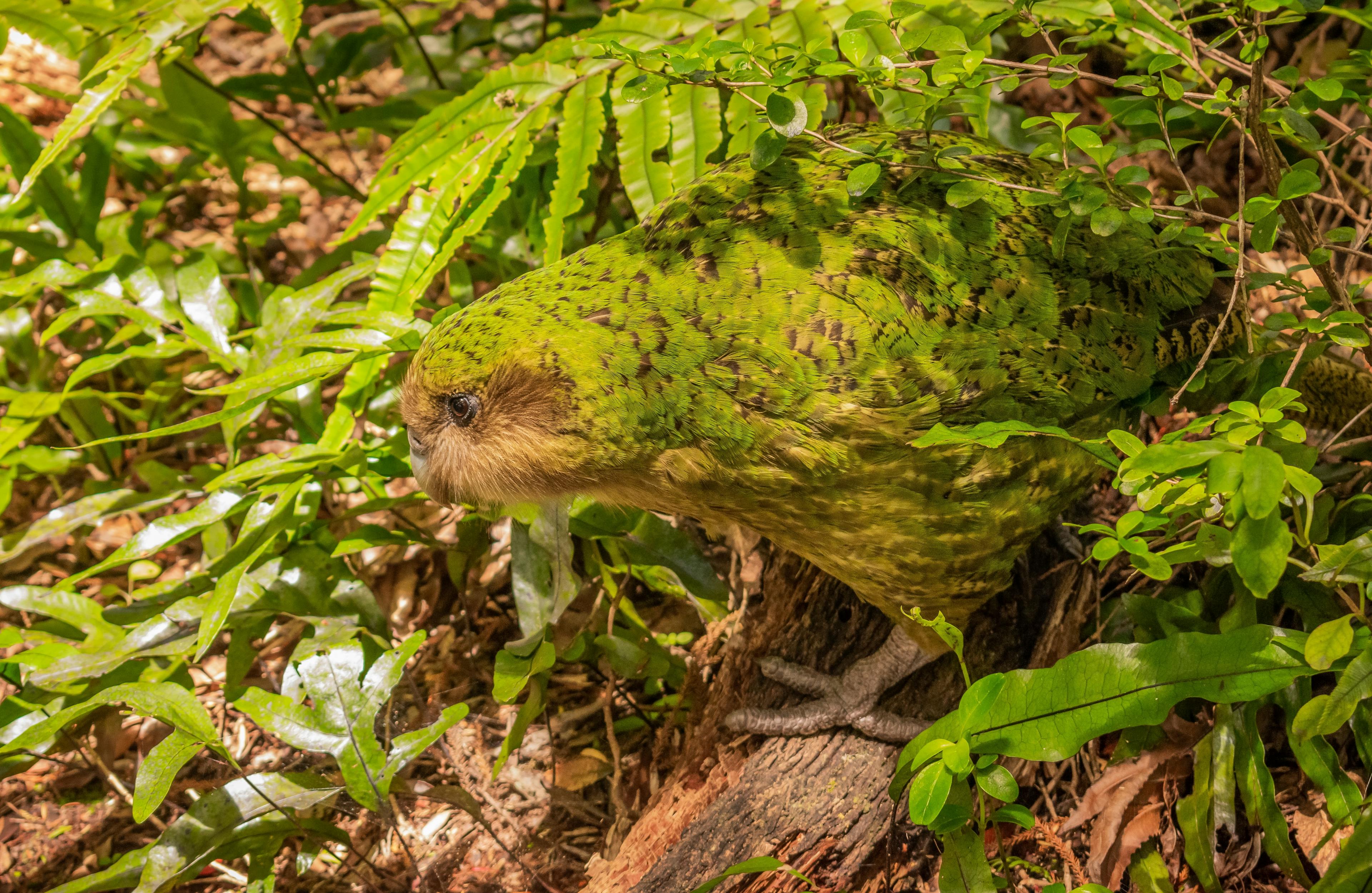 A wild evolutionary distinct and globally endangered Kakapo
