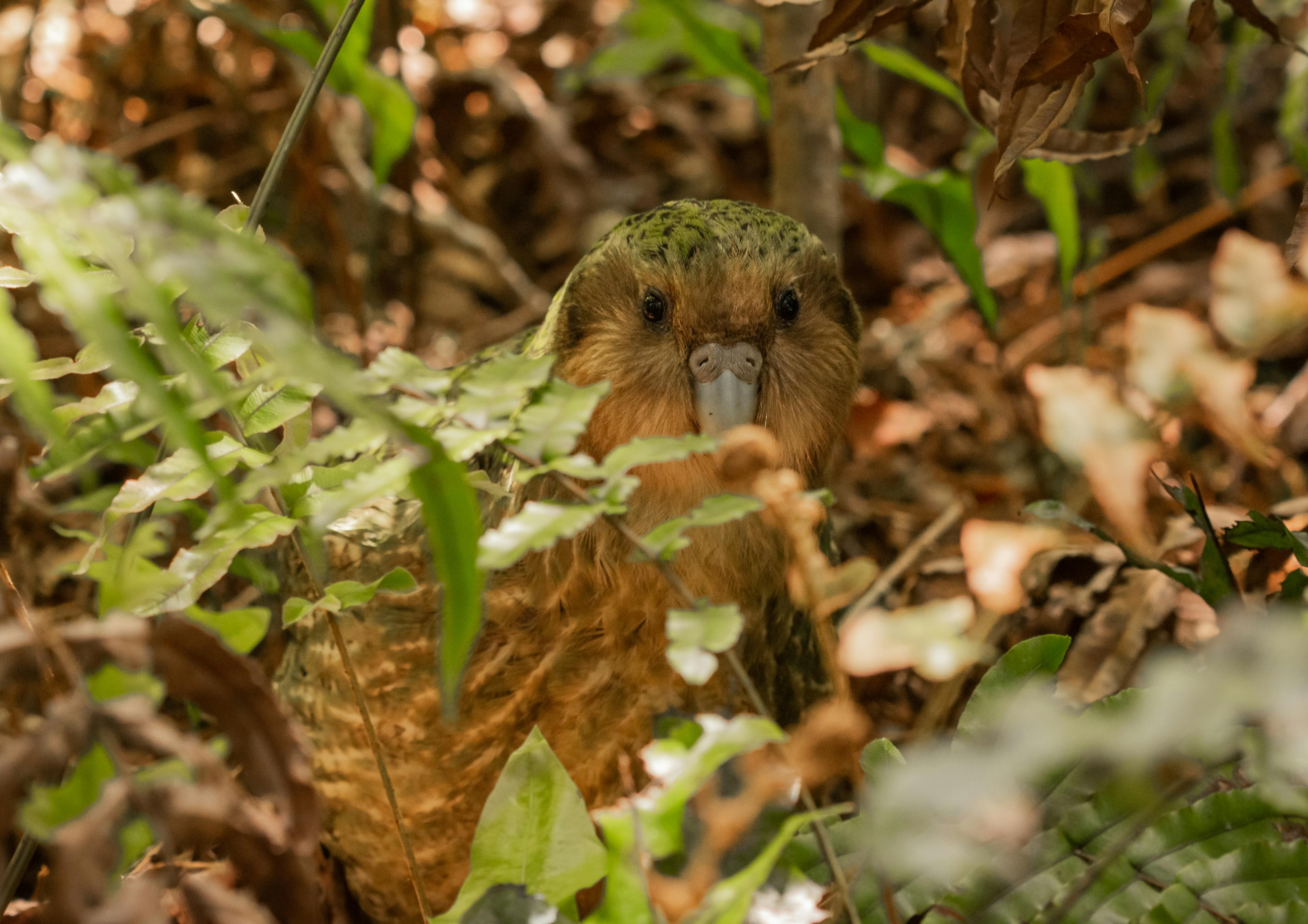 A kakapo using it's camouflage. This is an endangered parrot from New Zealand.  