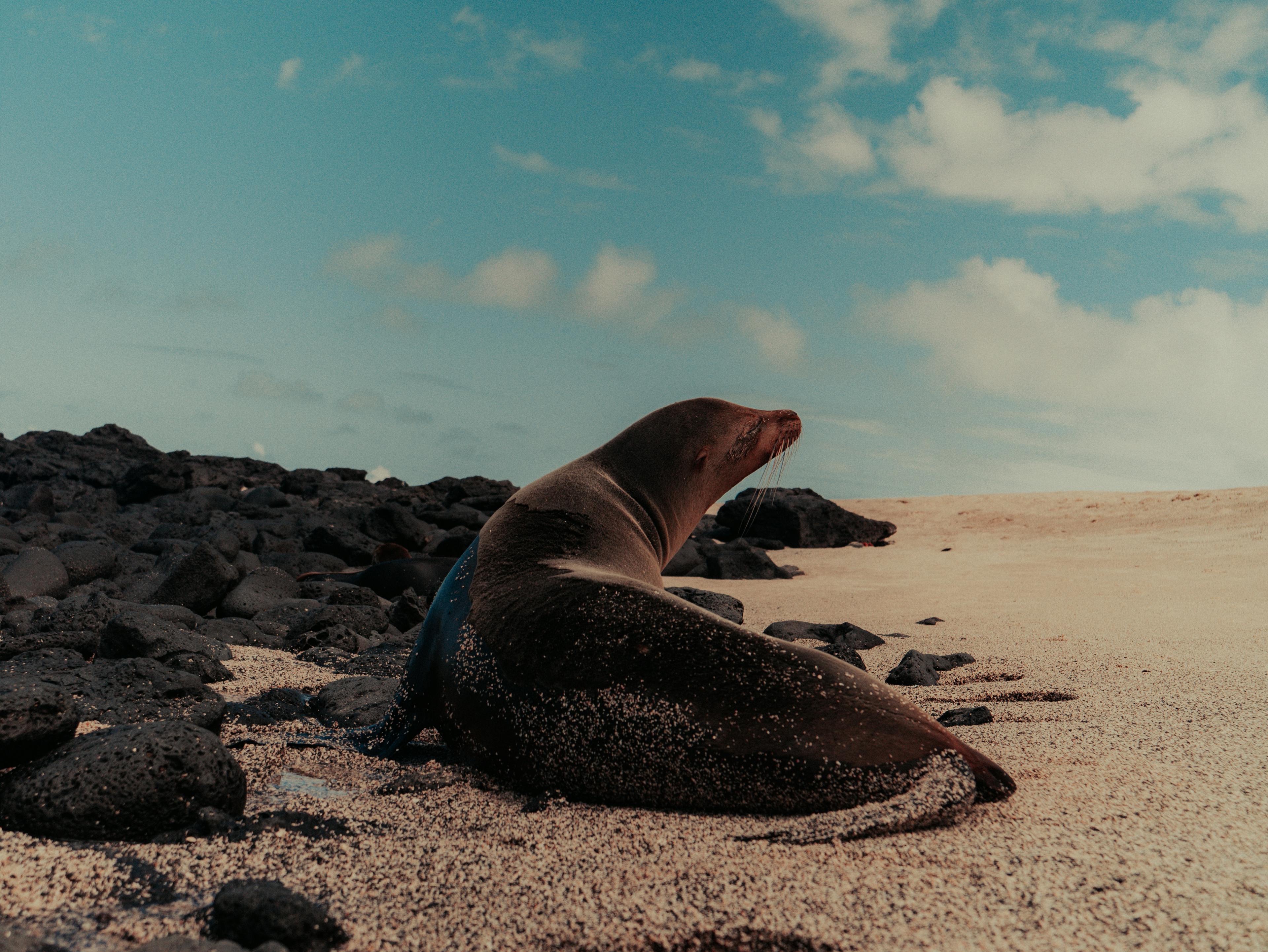 Galapagos Sea Lion Species Spotlight